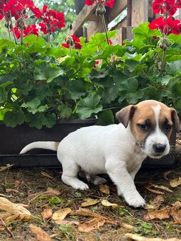 Štěňata Jack Russel Teriér na prodej - kluci - 7