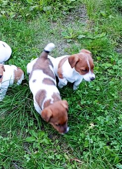 Jack russell terier krásná fenečka na odběr - 7