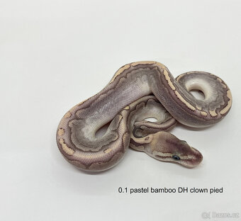 Krajta královská (Python regius) - 7