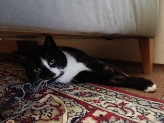 Kocour "Jin a Jang" - 7