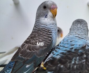 Andulky BFBW a blackwing čiernokridle - 7