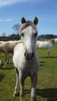 Prodám hřebečka Welsh pony, sekce B s PP. - 7