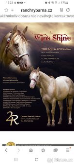 Klisnička Quarter horse 1 rok - 7