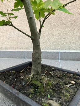 Bonsai, Bonsaj, jamadori, javor klen - 7