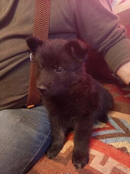 Prodám štěňata německého ovčáka - 7