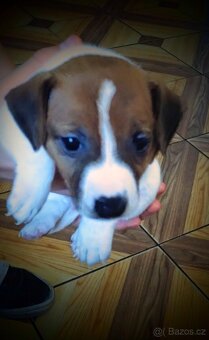 Štěňátka JACK RUSSEL TERIER - 7