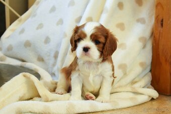 Šteniatka Cavalier King Charles Spaniel - 7