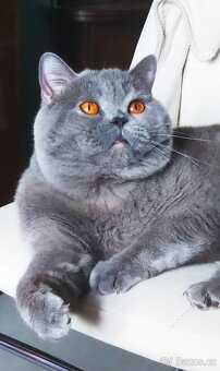 Britská koťátka krátkosrstá - 7