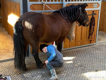 Pony, ponik, ponicka - 7