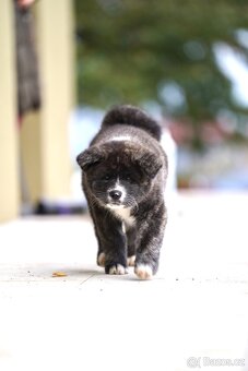 Japonská AKITA INU ŠTĚNĚ s průkazem původu - 7
