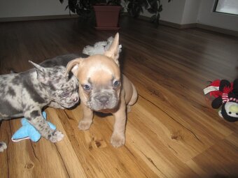 Francouzský buldoček - 7