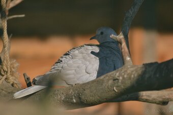 Zebřičky, holoubek diamantový - 7