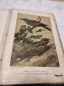 Kniha naši ptáci Dr. František Bayer r.1888 - 7