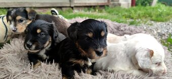 Nabízím štěňátka křížence jack russel - 7