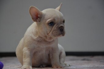 Francouzský buldoček - 7