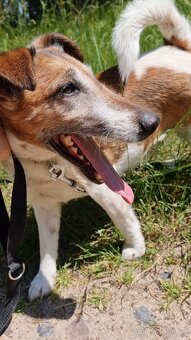 FOX K ADOPCI - přátelský pejsek - 7