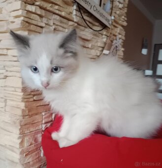 Ragdoll koťátka ihned k odběru - 7
