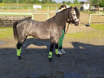 Valach Welsh pony, sekce B k prodeji - 7