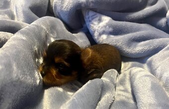 Jorkšírský teriér - 7