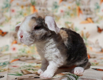 Zakrslí beránci rex . - 7