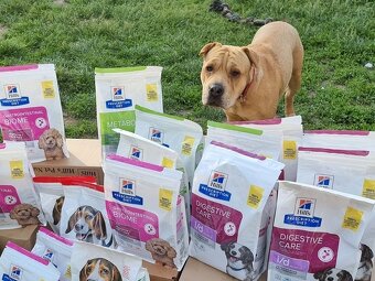 VANILKA K ADOPCI - 12m., vděčná, umazlená - 7