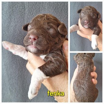Lagotto romagnolo s PP ( italský vodní pes ) - 7