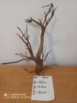 Bonsai kořeny - 7