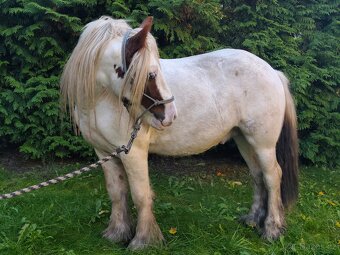 Irský Cob hřebec - 7