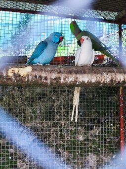 Alexander čínský - 7