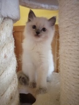 Ragdoll kocourek bez PP - 7