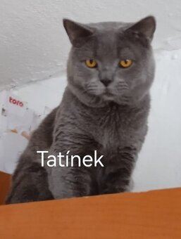 Britská modrá koťátka - 7