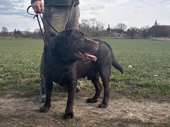 ICE K ADOPCI - hnědý x-labrador, akční parťák - 7