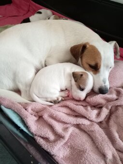 Jack russel teriér - 7