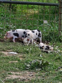 Prase kune kune - 7