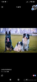 Německý ovćák s PP, fena - 7