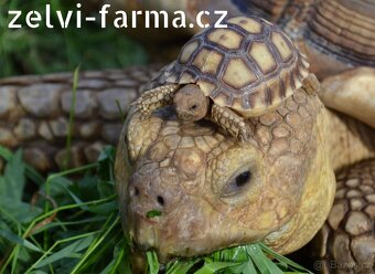 SUCHOZEMSKÉ ŽELVY OSTRUHATÉ – vlastní odchov - 7