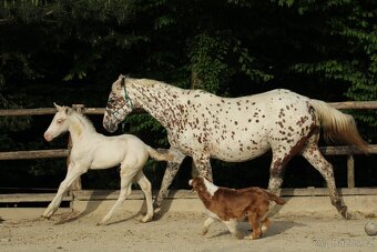 Appaloosa red few spot filly Cherry - 7