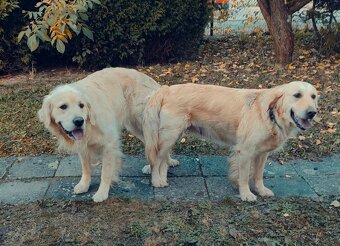 Zlatý retrivr - 7
