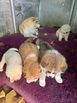 Štěňata Akita inu - 7