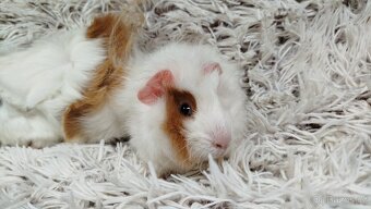 Morče, Morčata, Morčátko, Morčátka - DARWIN A MERLIN - 7