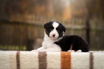 Australský ovčák - 7