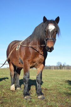 Prodám norického valacha - 7