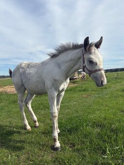 Hřebeček Appaloosa - 7