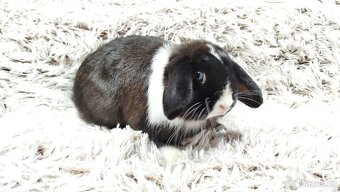 Zakrslý beránek, králíček, králík - LADY - 7