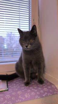 Prodám Britská koťátka - 7