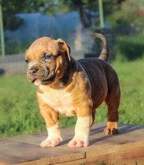 American Bully XL 🐾 - 7