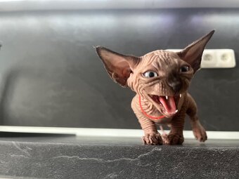 Sphynx - 7