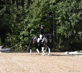 Drezurní klisna po fenomenálním hřebci Secret - 7