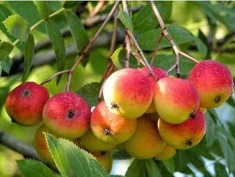 Koupím Jeřabinu stromek/sazenici - 7