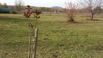 Zahrada, stavební pozemek Ralsko - 7
